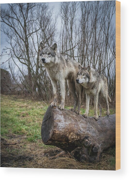 Wolves Wolf Wood Print featuring the photograph What Ya Looking At by Laura Hedien
