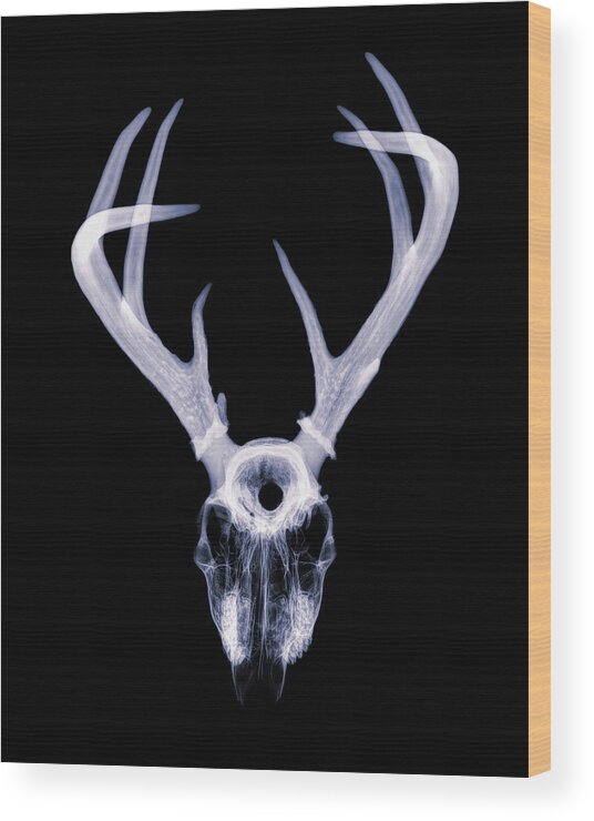 Kansas Wood Print featuring the photograph White-tailed Deer x-ray 001 by Rob Graham