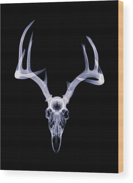 Kansas Wood Print featuring the photograph White-tailed Deer x-ray 002 by Rob Graham