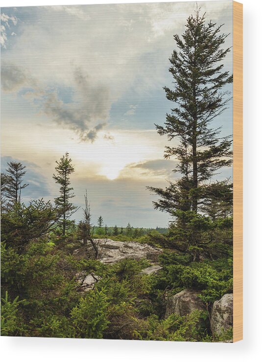 Bear Rocks Preserve Wood Print featuring the photograph Wild and Wonderful by SC Shank