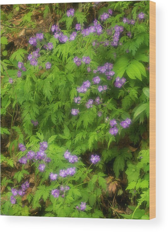 Purple Wood Print featuring the photograph Wild Geranium, Geranium Maculatum In by Jerry Whaley