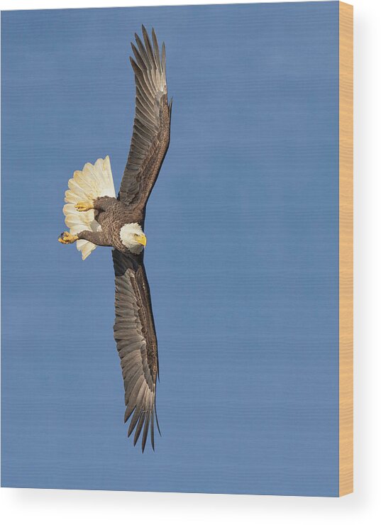 Eagle Wood Print featuring the photograph Wing Exposure by Art Cole
