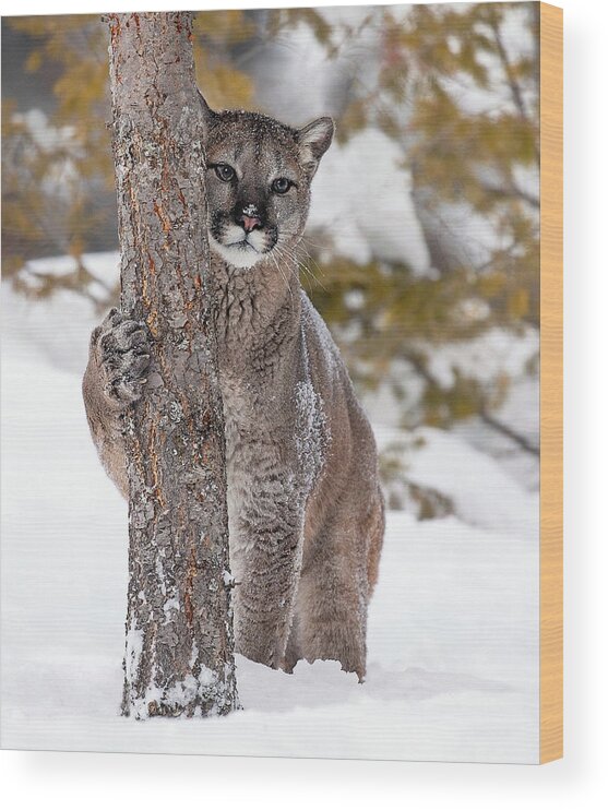 Cougar Wood Print featuring the photograph Winter Dreaming by Art Cole