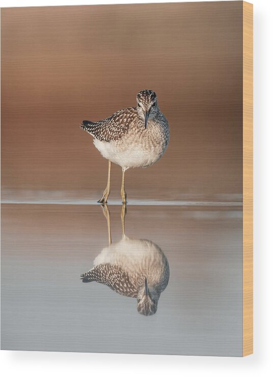 Wood Sandpiper Wood Print featuring the photograph Wood Sandpiper On The Beach by Magnus Renmyr