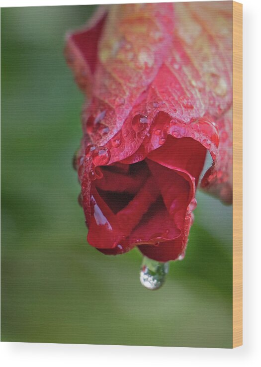 Hibiscus Wood Print featuring the photograph After the Rain by M Kathleen Warren