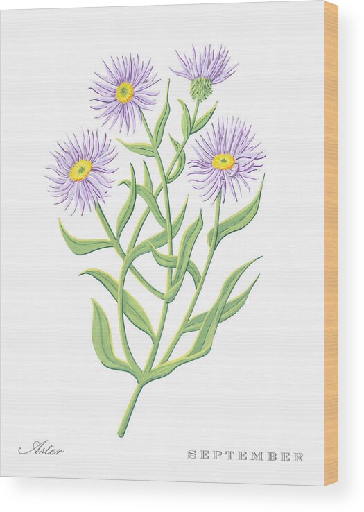 Aster Wood Print featuring the painting Aster September Birth Month Flower Botanical Print on White - Art by Jen Montgomery by Jen Montgomery