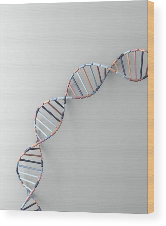 Medical Research Wood Print featuring the photograph DNA helix resting against a pale grey backdrop #1 by Atomic Imagery