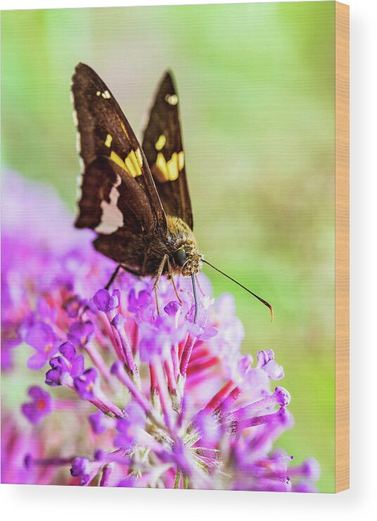 Plants Wood Print featuring the photograph Macro Photography - Butterfly #1 by Amelia Pearn