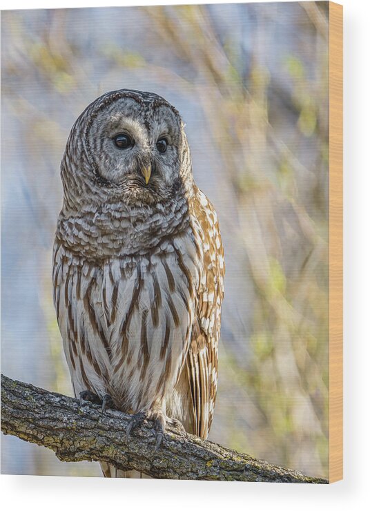Barred Owl Wood Print featuring the photograph Barred Owl by Brad Bellisle