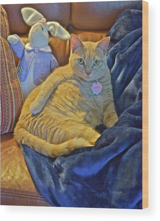 Tabby Cat Wood Print featuring the photograph 2020 Interrupted by Janis Senungetuk