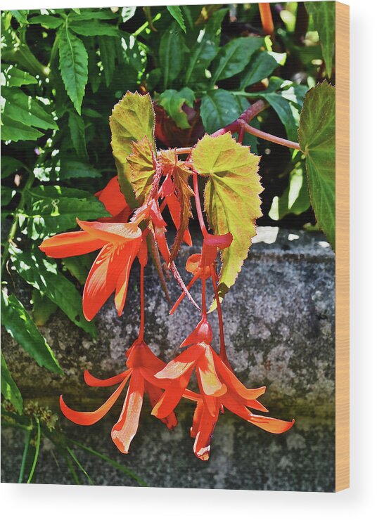 Begonia Wood Print featuring the photograph 2020 Mid June Garden Welcome by Janis Senungetuk