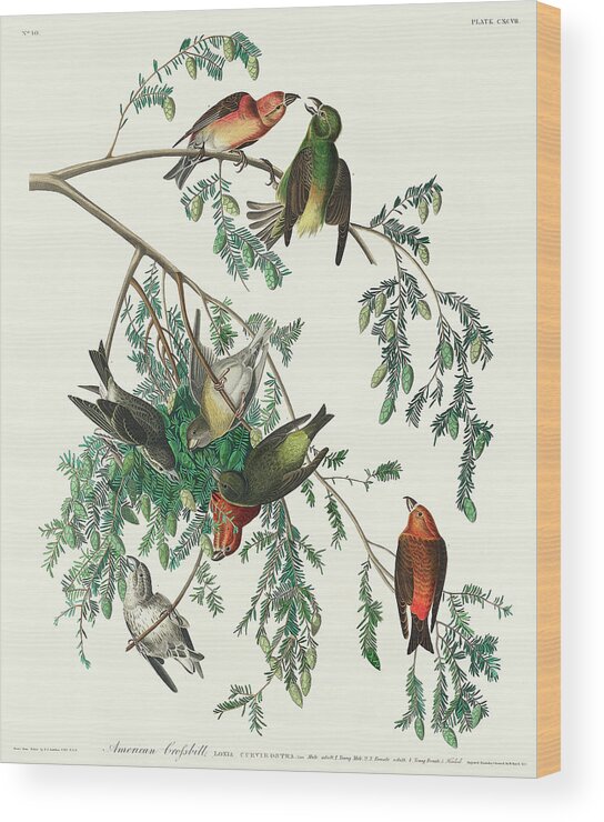 Audubon Birds Wood Print featuring the drawing American Crossbill #3 by John James Audubon