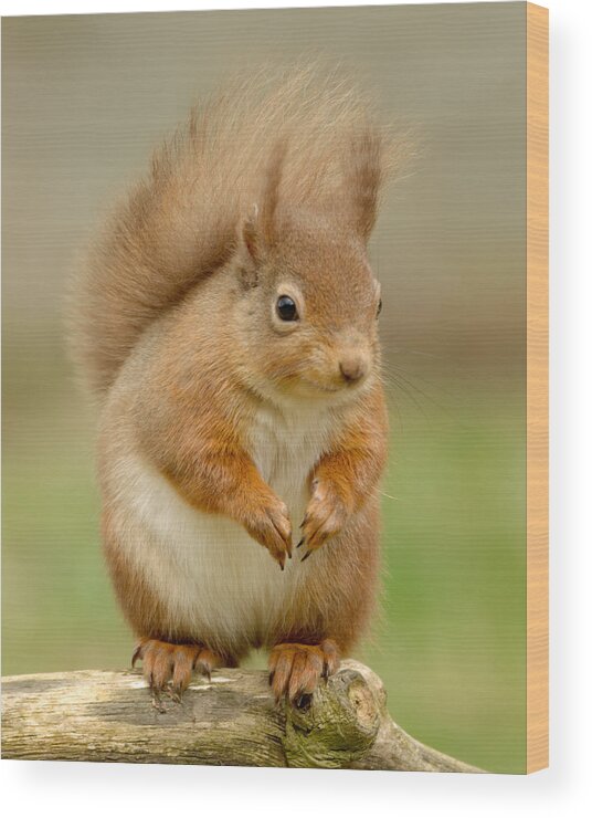Red Squirrel Wood Print featuring the photograph Red Squirrel #7 by Gavin MacRae