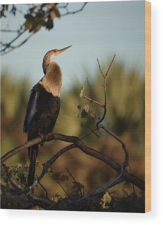 Florida Wood Print featuring the photograph A Cormorant rests on Bird Island by John Simmons