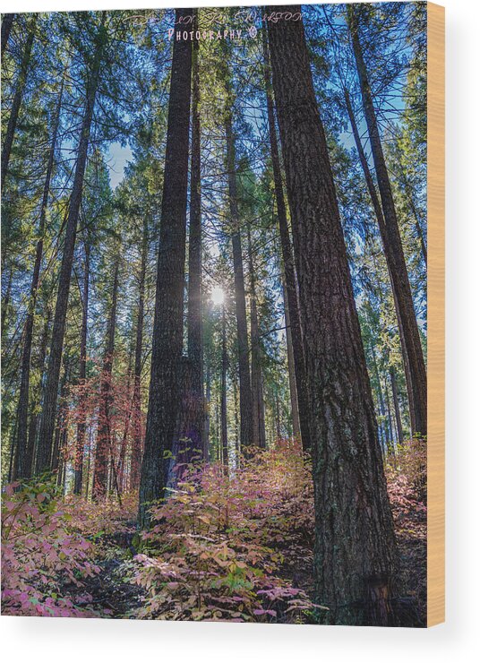 Forest Wood Print featuring the photograph A Forest of Pink by Devin Wilson