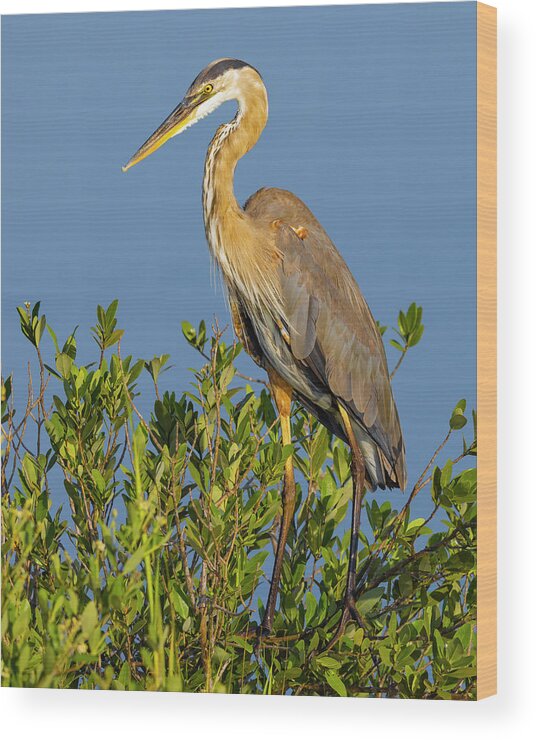 R5-2653 Wood Print featuring the photograph A Proud Heron by Gordon Elwell