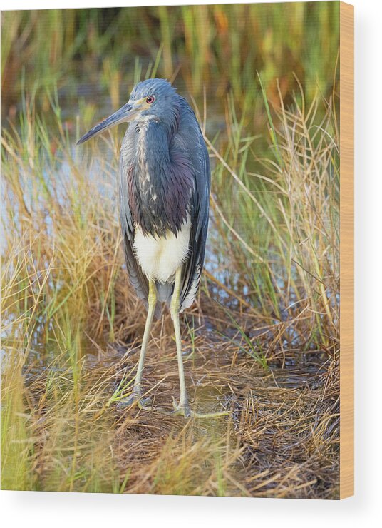 R5-2607 Wood Print featuring the photograph A young blue heron by Gordon Elwell