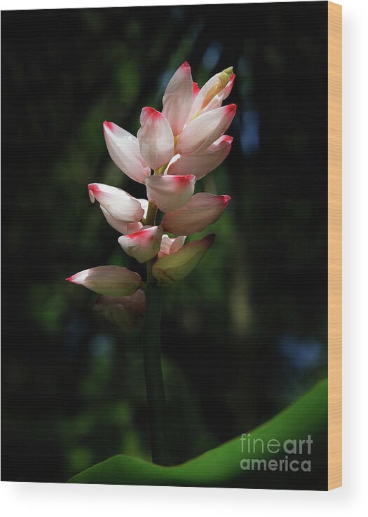 Flower Wood Print featuring the photograph Alpinia Glowing in the Sunlight by Neala McCarten