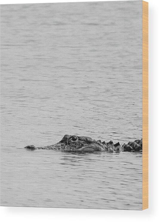 Alligator Wood Print featuring the photograph American Alligator in BW by Bryan Williams