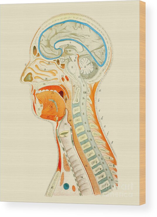 Human Head Wood Print featuring the mixed media Anatomical human body by Madame Memento