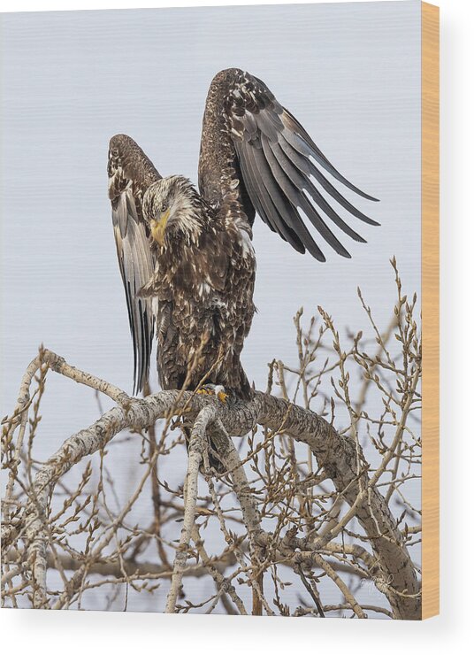 Bald Eagle Wood Print featuring the photograph Angel of Mercy by Everet Regal