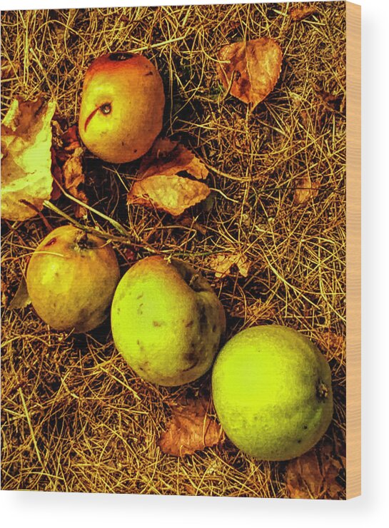 Apples Wood Print featuring the photograph Apples by Kathryn Alexander MA