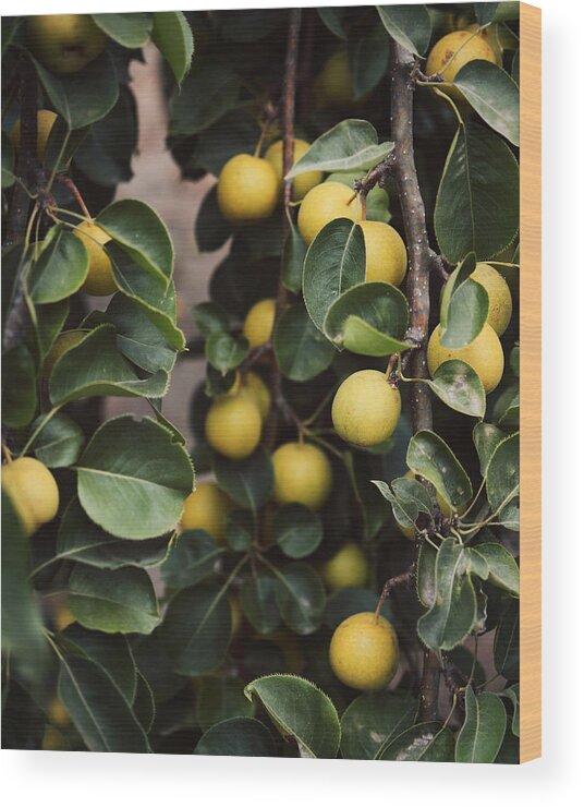 Asian Pears Wood Print featuring the photograph Asian Pear Tree by Lupen Grainne