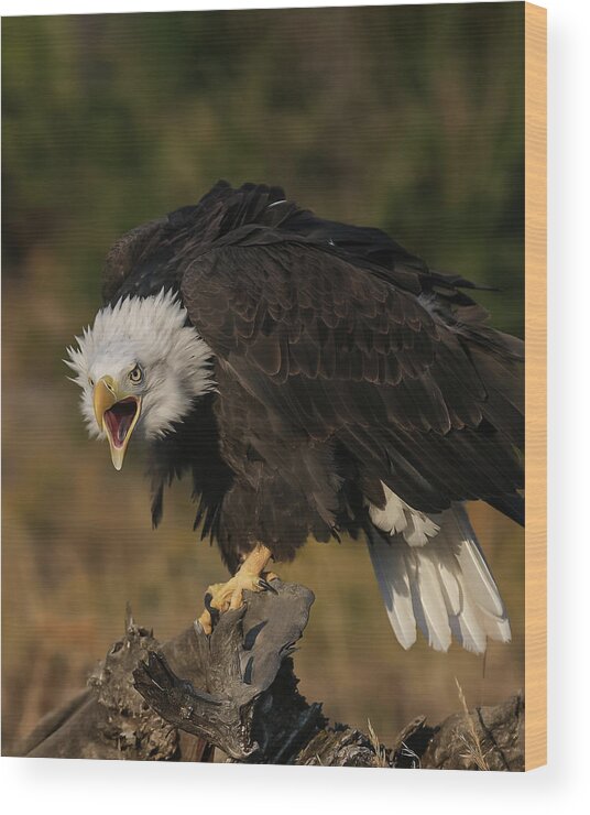  Wood Print featuring the photograph Bald Eagle Communicates by Dawn Key