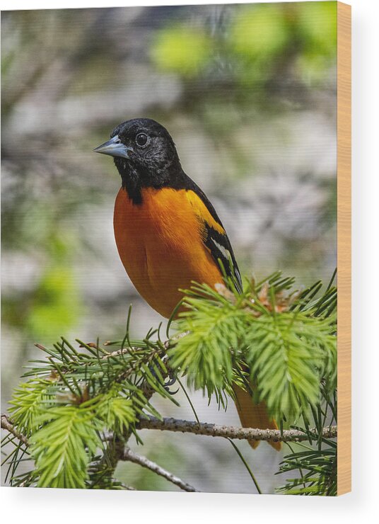 Bird Wood Print featuring the photograph Baltimore Oriole by Cathy Kovarik