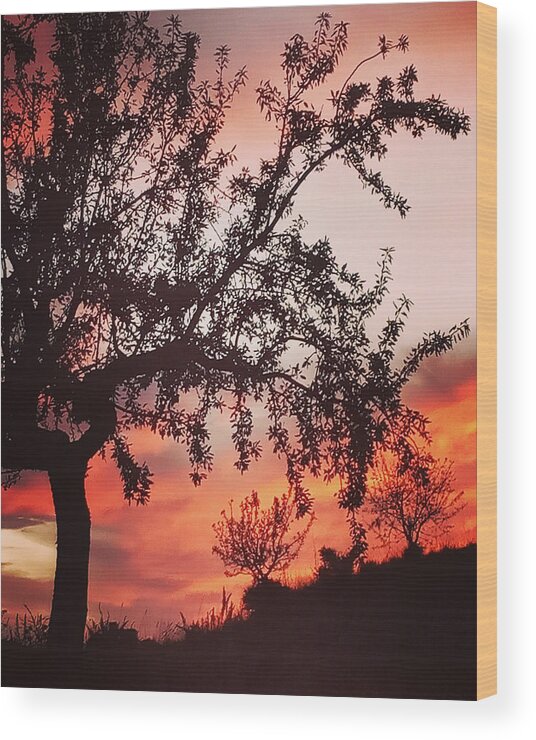 Colette Wood Print featuring the photograph Beautiful evening in Spain by Colette V Hera Guggenheim