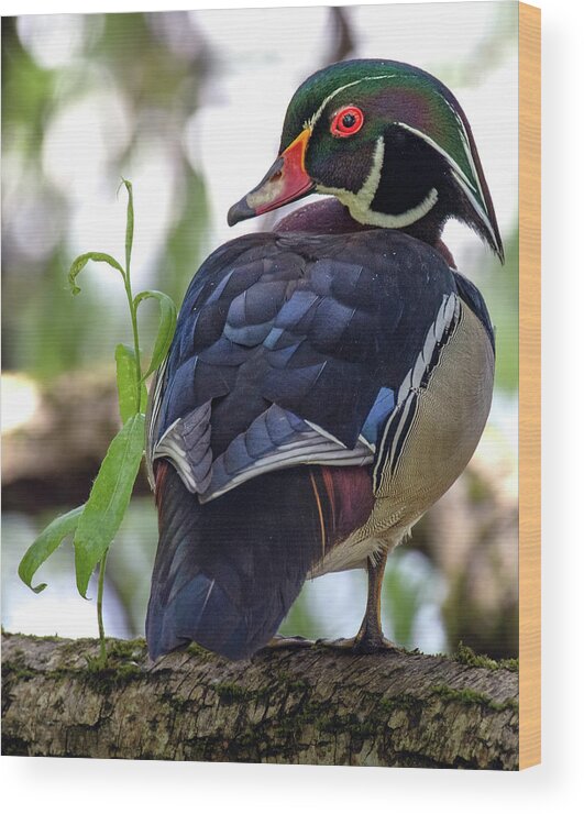 Rainbow Duck Wood Print featuring the photograph Beautiful Wood Duck by Jerry Cahill