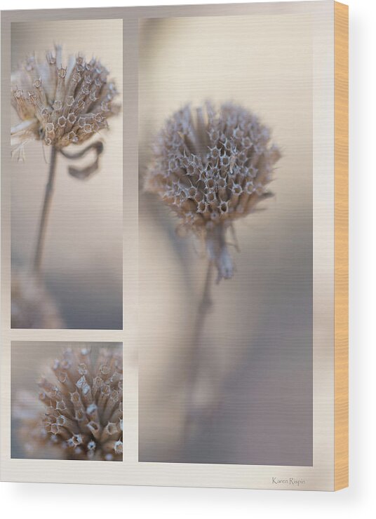 Taupe Wood Print featuring the photograph Bee Balm by Karen Rispin