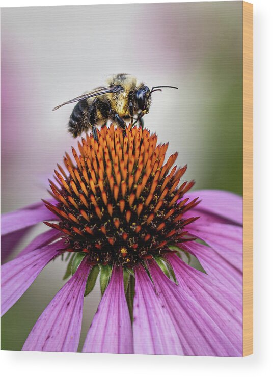 Bee Wood Print featuring the photograph Bee claiming the flower by Rick Nelson
