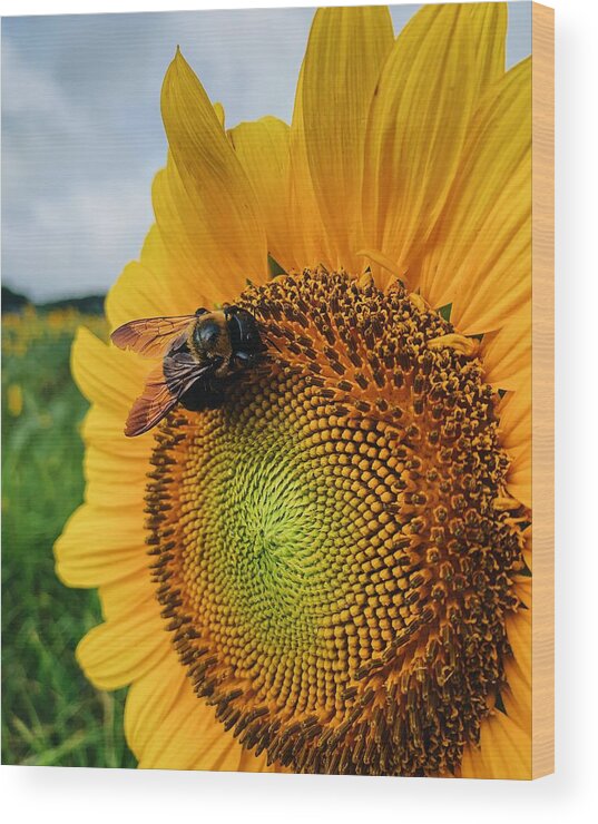 Bee Wood Print featuring the photograph Bee on Sunflower by Rick Nelson