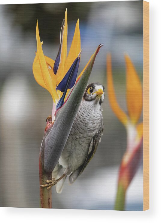 Floral Wood Print featuring the photograph Bird of Paradise and a Noisy Miner by Rick Nelson