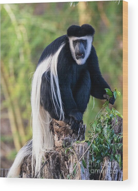 Colobus Monkey Wood Print featuring the photograph Black and White Colobus Monkey by Abigail Diane Photography