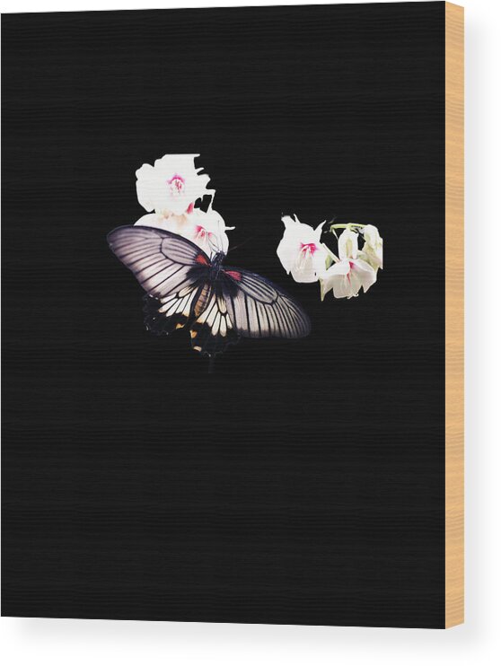 Black Butterfly Wood Print featuring the digital art Black Butterfly Gifts by Caterina Christakos