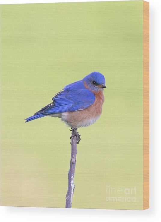 Animal Wood Print featuring the photograph Perched Bluebird 2 by Chris Scroggins