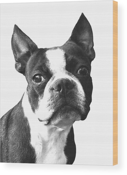 Boston Terrier Wood Print featuring the digital art Boston Terrier by Madame Memento