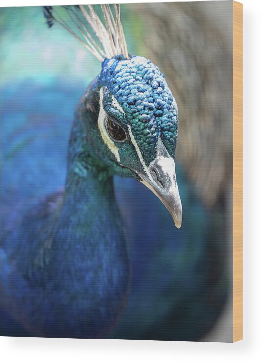 Bronx Zoo Wood Print featuring the photograph Bronx Peacock by Kevin Suttlehan