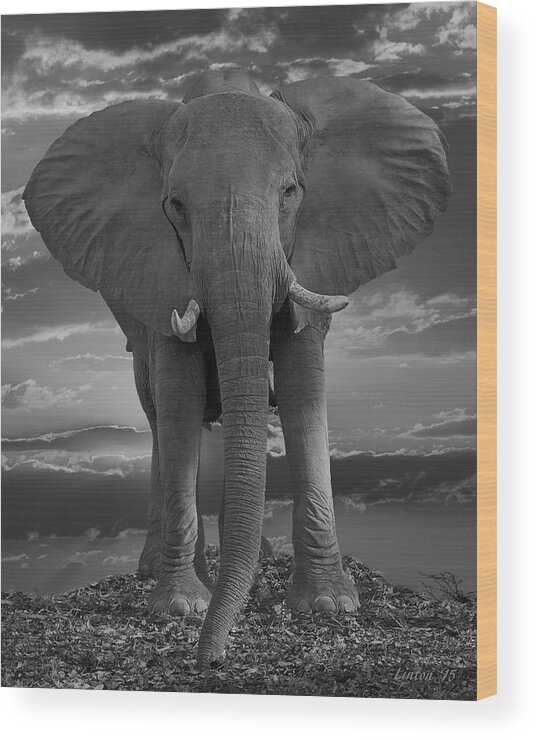 Elephant Wood Print featuring the photograph Bull Elephant by Larry Linton