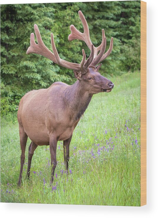 Bull Elk Wood Print featuring the photograph Bull Elk in Velvet by Jack Bell