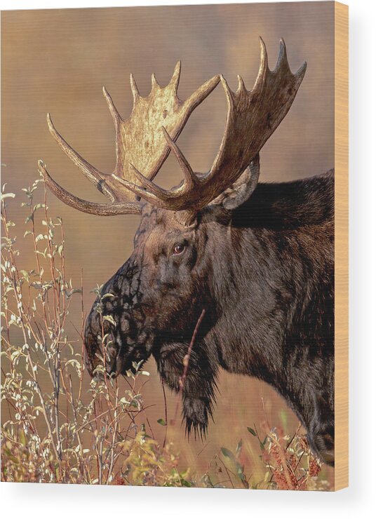 Bull Moose Wood Print featuring the photograph Bull Moose Portrait by Jack Bell