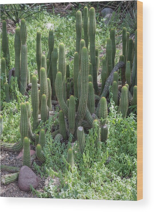 Cactus Wood Print featuring the photograph Cactus Towers by Aaron Burrows