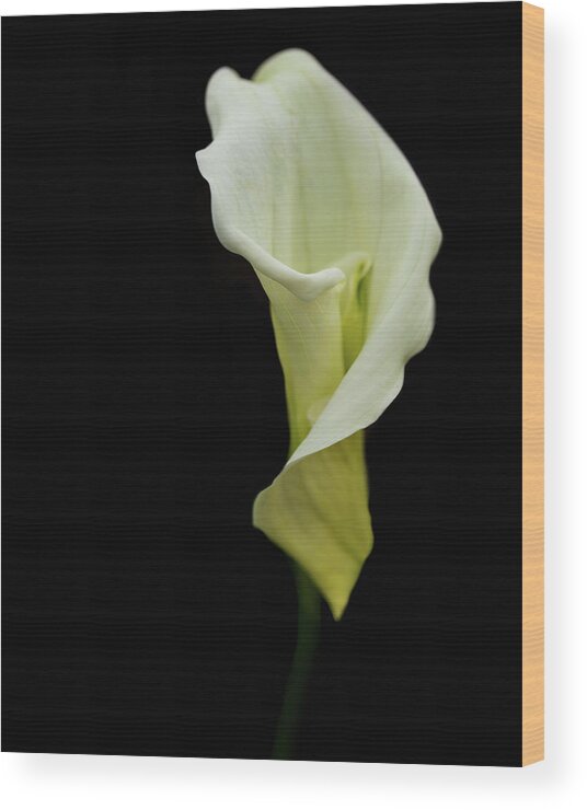 Callalily Wood Print featuring the photograph Calla Lily on Black by Rebecca Cozart