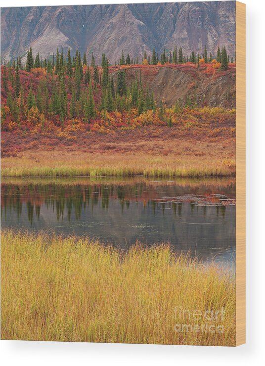 Pond Wood Print featuring the photograph Cantwell Fall Color pond by Mark Graf