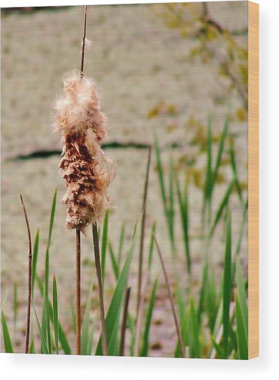 Cats Tail Weed Wood Print featuring the photograph Cats tail Weed by Stacie Siemsen
