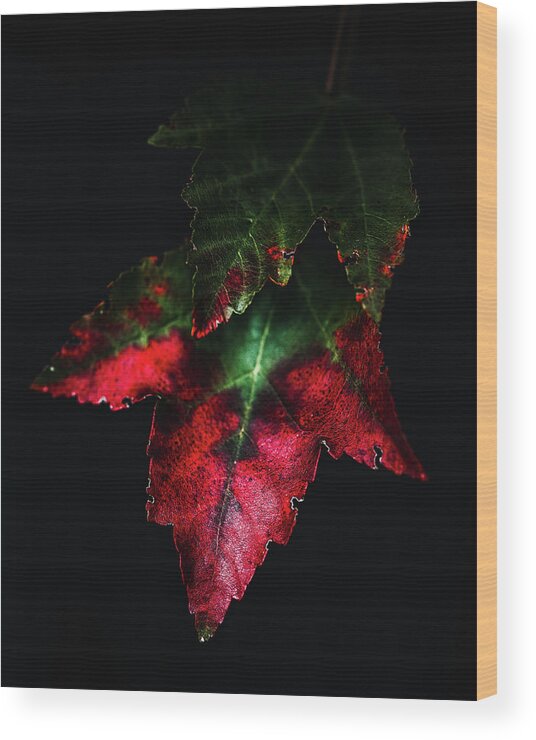 Autumn Wood Print featuring the photograph Change by Rich Kovach