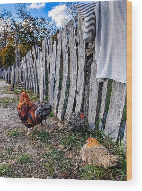 Chickens Wood Print featuring the photograph Chickens of Plymouth by Christopher Brown