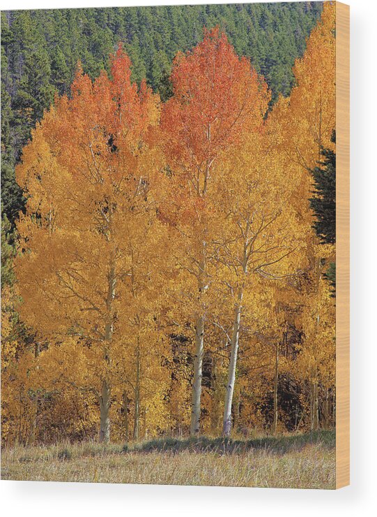 Colorado Wood Print featuring the photograph Colorado Fall Colors by Bob Falcone